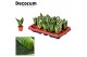 Sansevieria trifasciata Sansevieria Mini Superba Dwarf (Decorum) 