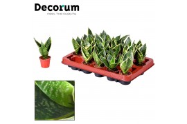 Sansevieria trifasciata Sansevieria Mini Superba Dwarf (Decorum)