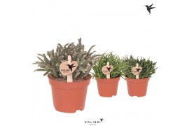 Rhipsalis mix kolibri greens