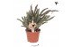 Rhipsalis baccifera subsp. horrida kolibri greens 