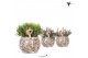 Rhipsalis mix Kolibri Greens in  Safari pot 