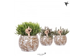 Rhipsalis mix Kolibri Greens in  Safari pot