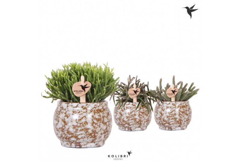 Rhipsalis mix Kolibri Greens in Safari pot Rhipsalis mix Kolibri Greens in Safari pot