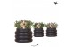 Rhipsalis mix in bubble pot black kolibri greens 