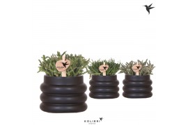 Rhipsalis mix in bubble pot black kolibri greens