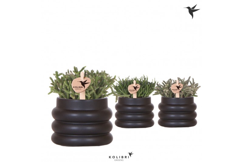 Rhipsalis mix in bubble pot black kolibri greens Rhipsalis mix in bubble pot black kolibri greens