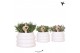 Rhipsalis mix in bubble pot white kolibri greens 