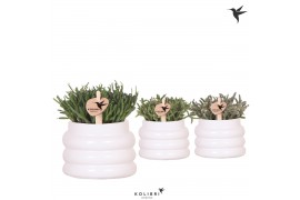 Rhipsalis mix in bubble pot white kolibri greens