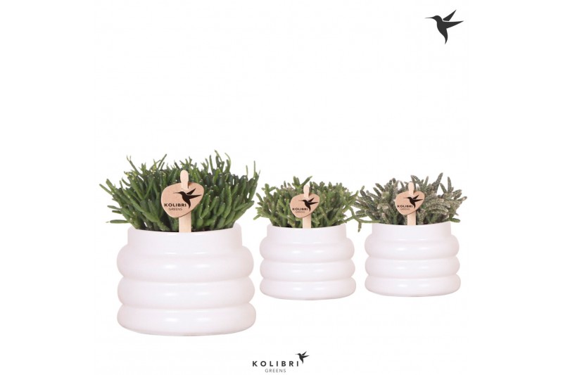 Rhipsalis mix in bubble pot white kolibri greens Rhipsalis mix in bubble pot white kolibri greens