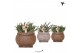 Rhipsalis mix in ancient brown kolibri greens 