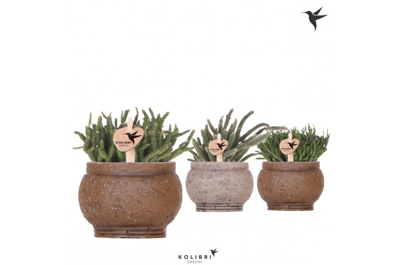 Rhipsalis mix in ancient brown kolibri greens Rhipsalis mix in ancient brown kolibri greens