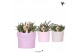 Rhipsalis mix Kolibri Greens Rhipsalis mix in Fruity pot pink mix 1 pp 