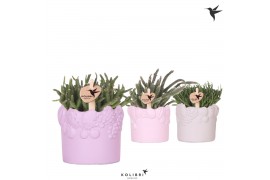 Rhipsalis mix Kolibri Greens Rhipsalis mix in Fruity pot pink mix 1 pp