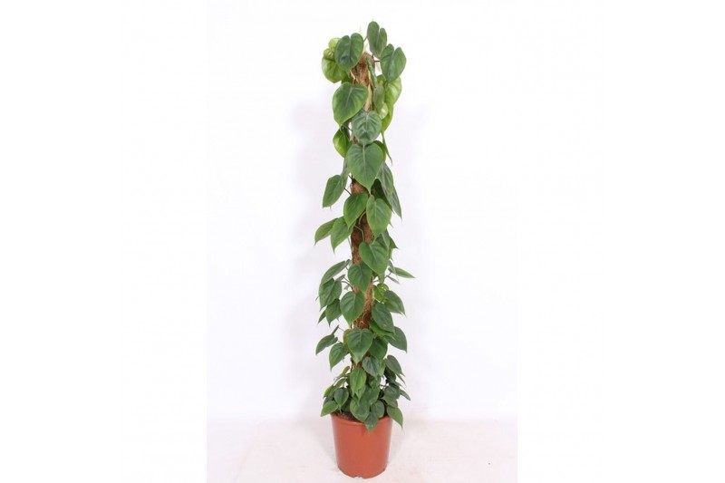 Philodendron scandens mosstok 