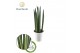 Sansevieria cylindrica spaghetti keramiek 
