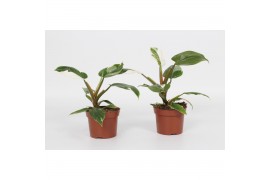 Philodendron Philodendron White Princess 12cm 1 pp