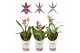 Brassia summer dream 