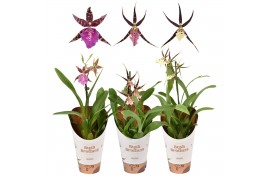 Brassia shelob tolkien kort