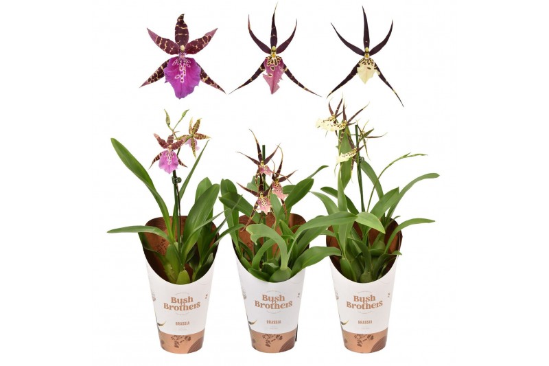 Brassia shelob tolkien kort 