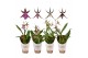 Brassia summer dream 