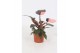 Philodendron Philodendron Pink Princess 12cm 1 pp 