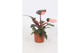 Philodendron Philodendron Pink Princess 12cm 1 pp