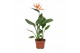Strelitzia reginae Strelitzia reginae 12cm - 2 stek - met bijsteker bl 