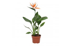 Strelitzia reginae Strelitzia reginae 12cm - 2 stek - met bijsteker bl