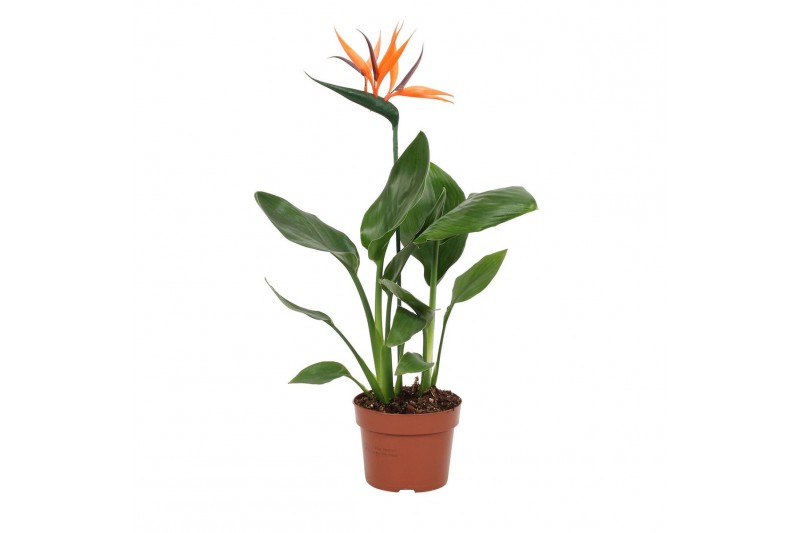Strelitzia reginae Strelitzia reginae 12cm - 2 stek - met bijsteker bl Strelitzia reginae Strelitzia reginae 12cm - 2 stek - met bijsteker bl