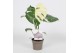 Monstera deliciosa thai constellation Monstera Thai Constellation 12cm 