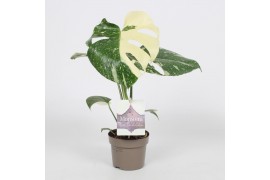 Monstera deliciosa thai constellation Monstera Thai Constellation 12cm