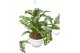 Monstera adansonii obliqua in hangpot 