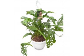 Monstera adansonii obliqua in hangpot