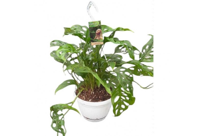 Monstera adansonii obliqua in hangpot 
