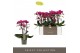 Phalaenopsis multiflora anthura morelia Optimost - Morelia - 3 tak 