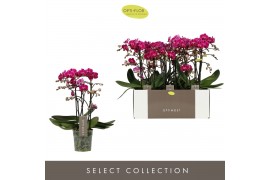 Phalaenopsis multiflora anthura morelia Optimost - Morelia - 3 tak