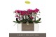 Phalaenopsis multiflora anthura morelia Optimost - Morelia - 3 tak 