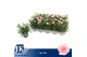 Dianthus oscar pink Light Pink 