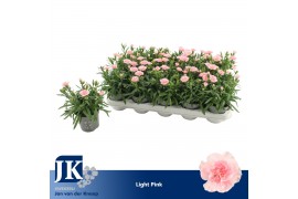Dianthus oscar pink Light Pink