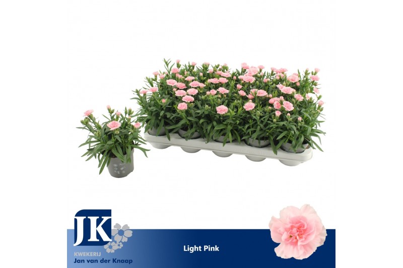 Dianthus oscar pink Light Pink 