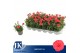 Dianthus oscar red Light Red 