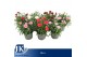 Dianthus mixkar 5 kleuren 