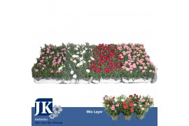 Dianthus mixkar 5 kleuren Mixlaag