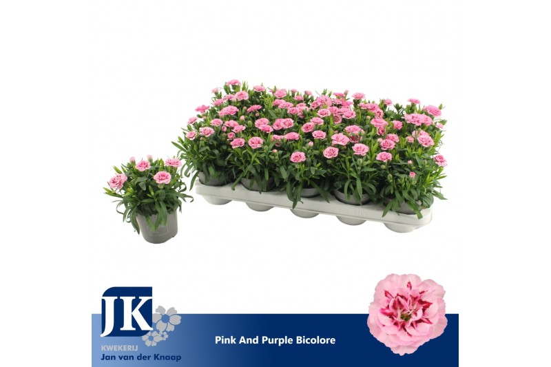 Dianthus oscar pink and purple Bicolor Dianthus oscar pink and purple Bicolor