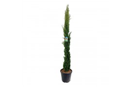 Cupressus sempervirens