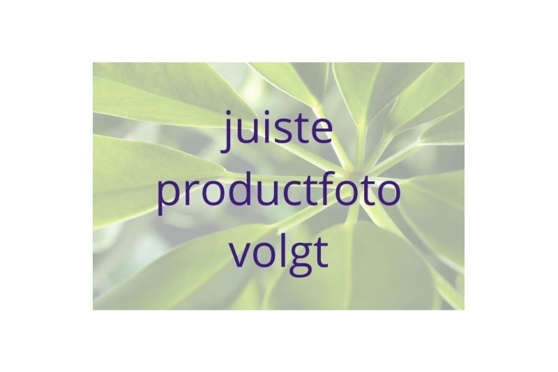 Dypsis lutescens Dypsis lutescens (Areca) 26 pp Dypsis lutescens Dypsis lutescens (Areca) 26 pp