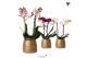 Phalaenopsis mix Kolibri Orchids 2 tak in Groove pot gold 