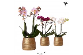 Phalaenopsis mix Kolibri Orchids 2 tak in Groove pot gold