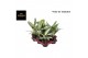 Aglaonema green mix 