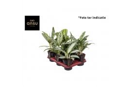 Aglaonema green mix